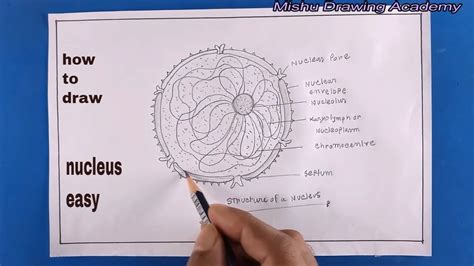 Nucleus Easy Drawing