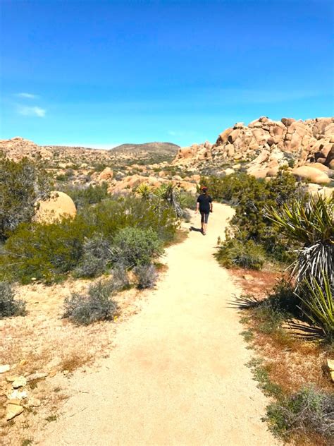 joshua tree hiking trails – johnrieber