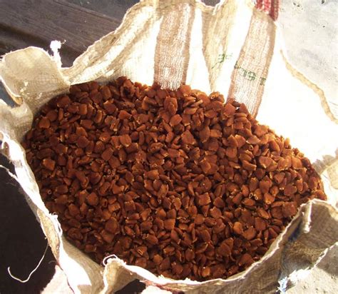 Dried Mahua Flower Buy Dried Mahua Flower in Satna Madhya Pradesh India