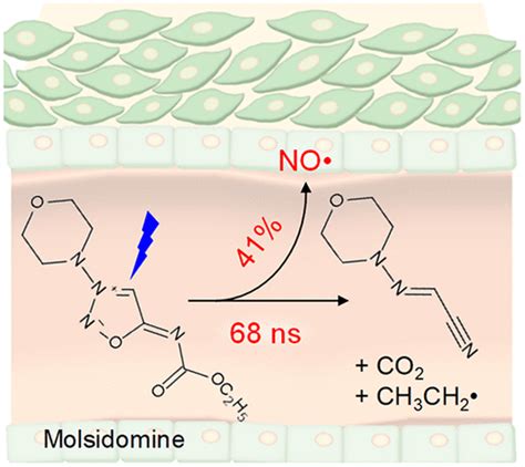 Dynamics of Irreversible NO Release from Photoexcited Molsidomine | The Journal of Physical ...