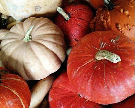 Shop Fall Decor — Country Creek Produce Farm