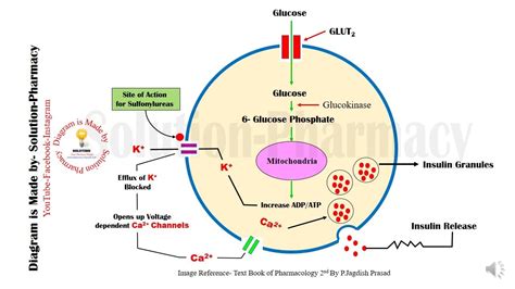 Sulfonylurease Mechanism of Action Animation | Anti Diabetics ...