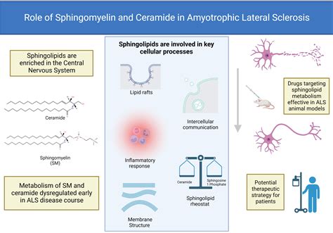 The Role of Sphingomyelin and Ceramide in Motor Neuron Diseases