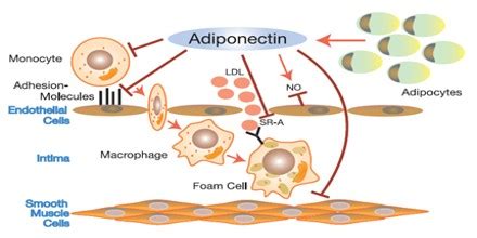 Adiponectin Hormone - Assignment Point