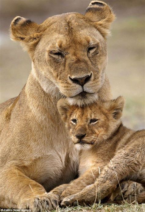 Pride and seek! Magical moment a lion cub peers out from between his mother’s legs while playing ...