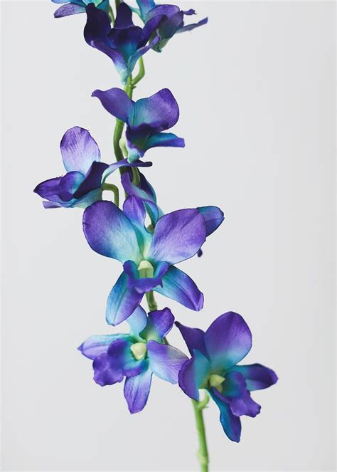 Blue Orchids | Artificial Orchids & Tropical Flowers | Afloral.com | Blue flower art, Blue ...