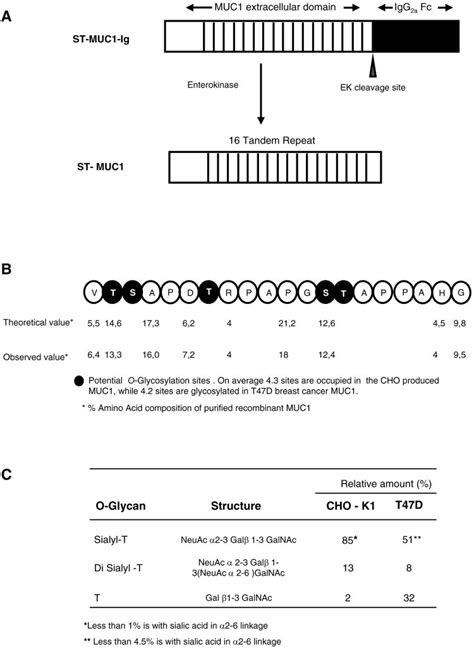 A, Schematic representation of the MUC1 fusion gene used to express a ...