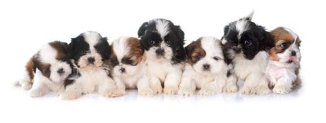 Shih Tzu Weight Chart | Shih Tzu Growth & Size Chart