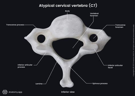 Cervical vertebrae | Encyclopedia | Anatomy.app | Learn anatomy | 3D models, articles, and quizzes