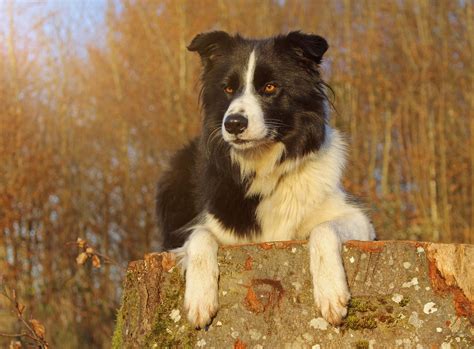 10 Most Popular Dog Breeds in Norway | The Dogman