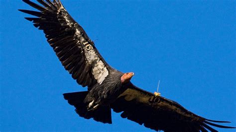 Endangered California Condors Seen in Sequoia National Park For First ...