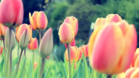 15 Hình Nền Hoa Tulip Đẹp – AleAle Việt Nam