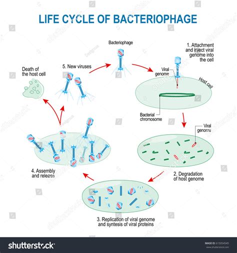 Life Cycle Bacteriophage: Over 11 Royalty-Free Licensable Stock Illustrations & Drawings ...