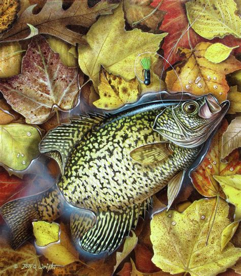 Fall Crappie Painting by JQ Licensing - Pixels