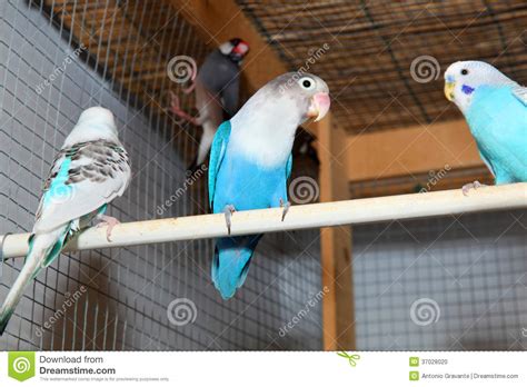 Blue Budgerigars in the Cage Stock Photo - Image of lovebird, perched ...