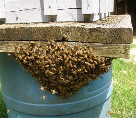 How to Prevent Swarming in Honey Bees - Carolina Honeybees | Honey bee swarm, Bee swarm, Bee keeping