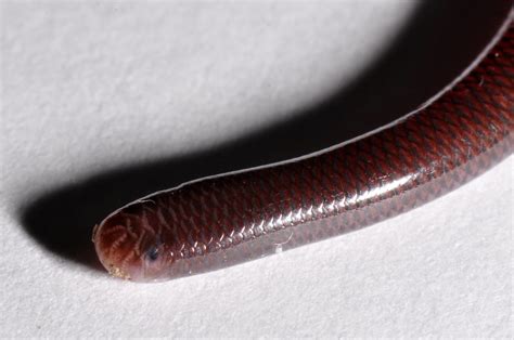 Blind Snake: Ramphotyphlops braminus | A species of blind sn… | Flickr