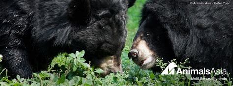 76 best images about MOON BEARS on Pinterest | The moon, Farms and The bear