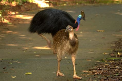 Cassowary Claw