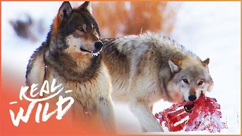 The Wild Wolves Of Yellowstone - The War Of The Wolf Packs (Part 2 ...