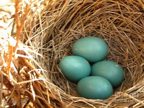 Four American Robin Eggs Painting by J McCombie - Fine Art America