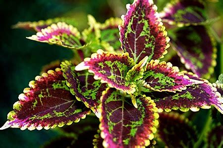 38 Types of Coleus to Beautify Your Garden & Home - Worst Room