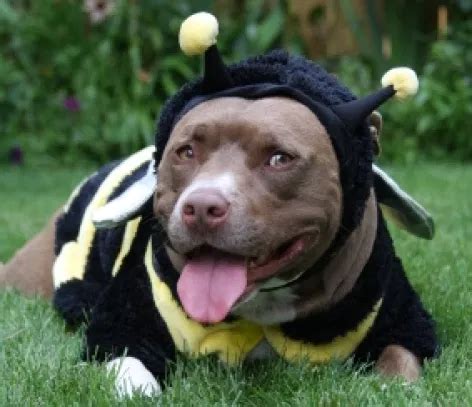 45 Pitbulls in Halloween Costumes (including mine) – A Lifestyle Blog ...