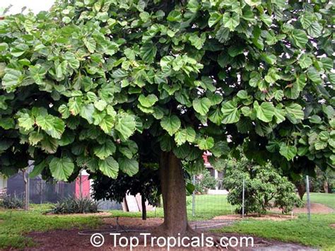 Quararibea cordata, Matisia cordata, Chupa-chupa, Zapote Chupachupa, South American Sapote