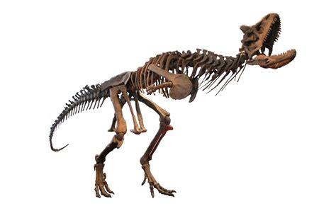 Carnotaurus Skeleton Diagram