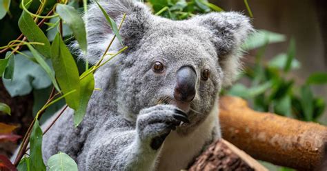 Koalas im Zoo Duisburg: Publikumslieblinge seit 25 Jahren