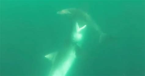 Massive Tiger Shark Attacks Hammerhead Shark - Wow Video | eBaum's World