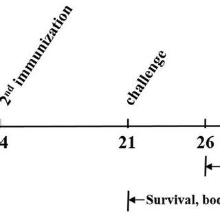 Schematic outline of the animal experiments. | Download Scientific Diagram