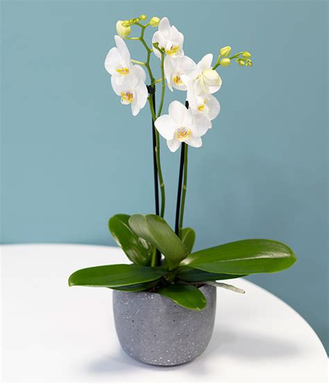 White Phalaenopsis Orchid | Plants Delivered by eflorist.co.uk