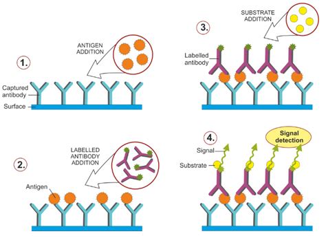 Elisa - Next Generation Sequencing Data