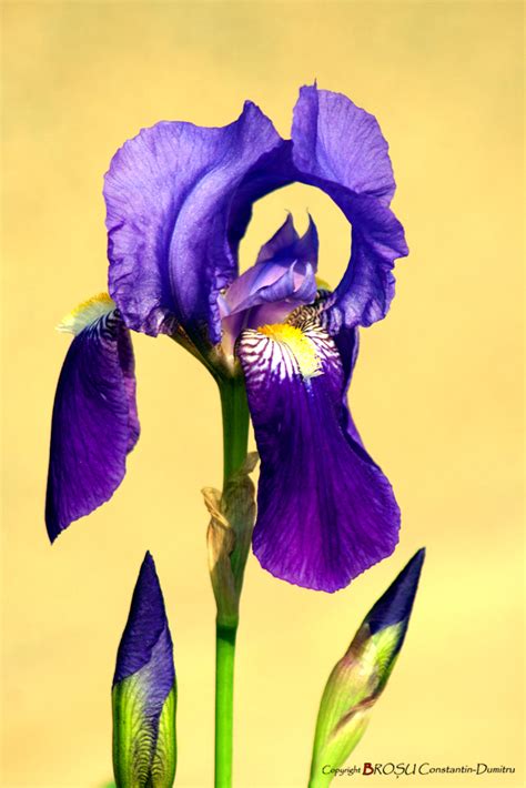 BROŞU CONSTANTIN PHOTOGRAPHY: Floare de Iris