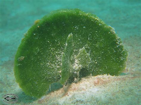 Green Algae plus; Viridiplantae - Chaloklum Diving - Koh Phangan