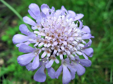 Pincushion Flowers – Flowerinfo.org