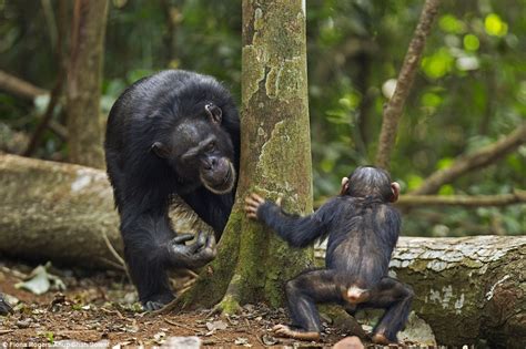 Photographers Fiona Rogers and Anup Shah capture Guinea chimpanzees playing hide and seek ...