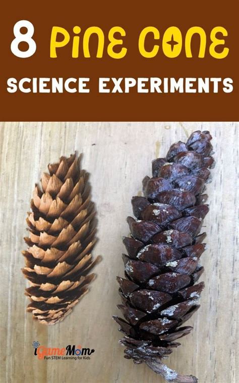 Pine Cone Science Experiments for Kids | Science activities for kids, Science experiments ...