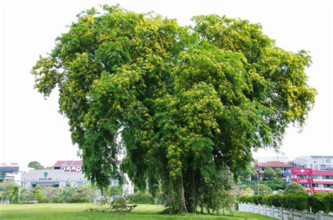 Trees and Plants: Angsana