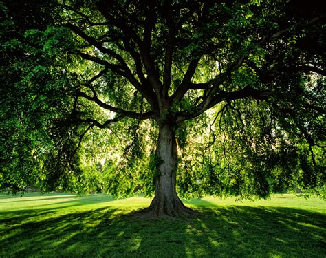 American Elm: 100 Most Common North American Trees