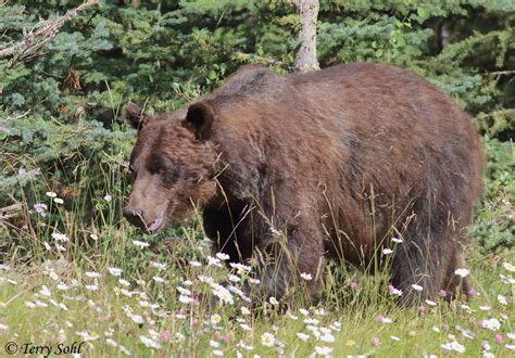 Banff National Park – Dakota Birder