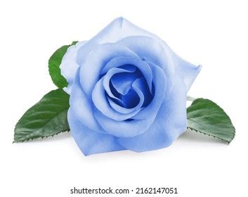 109,912 Light Blue Roses Background Images, Stock Photos, and Vectors | Shutterstock