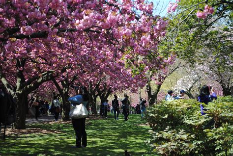 Cherry blossoms at the Brooklyn Botanic Garden - Noted in NYC