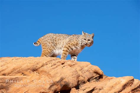 Bobcat Photo, Stock Photograph of a Bobcat, Lynx rufus, #12123, Natural ...