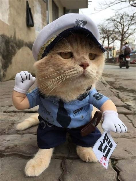 Labor Day: Celebrate 8 Funny And Bizarre Working Cats - CatTime | Sevimli hayvan yavruları, Cute ...