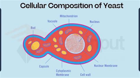 Yeast Cell Structure