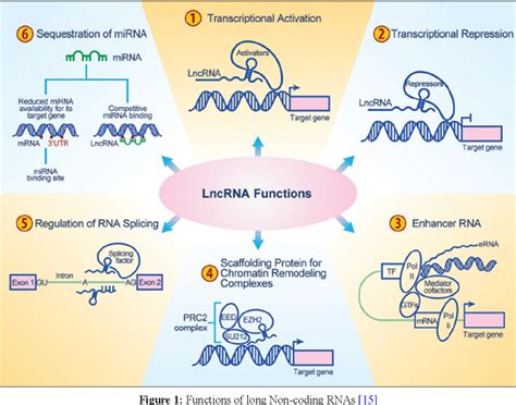 [PDF] Long Non-coding RNAs and their “orchestration” in cancers | Semantic Scholar