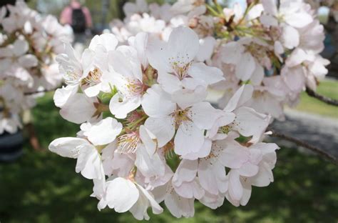 DC cherry blossoms’ stages of bloom - WTOP News