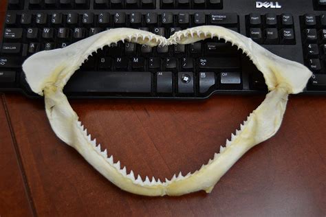 Real Black Tip Shark Teeth Mouth Jaw 12" - Walmart.com